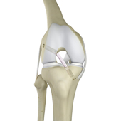 Anterior Cruciate/Posterior Cruciate Ligament Repair or Reconstruction